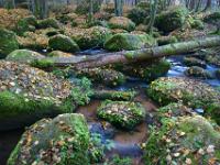 Szene am unteren Höllbach